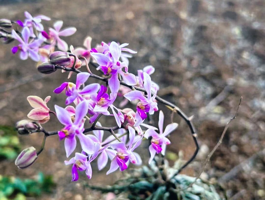 花姿优美10株野生华西蝴蝶兰在广南境内发现