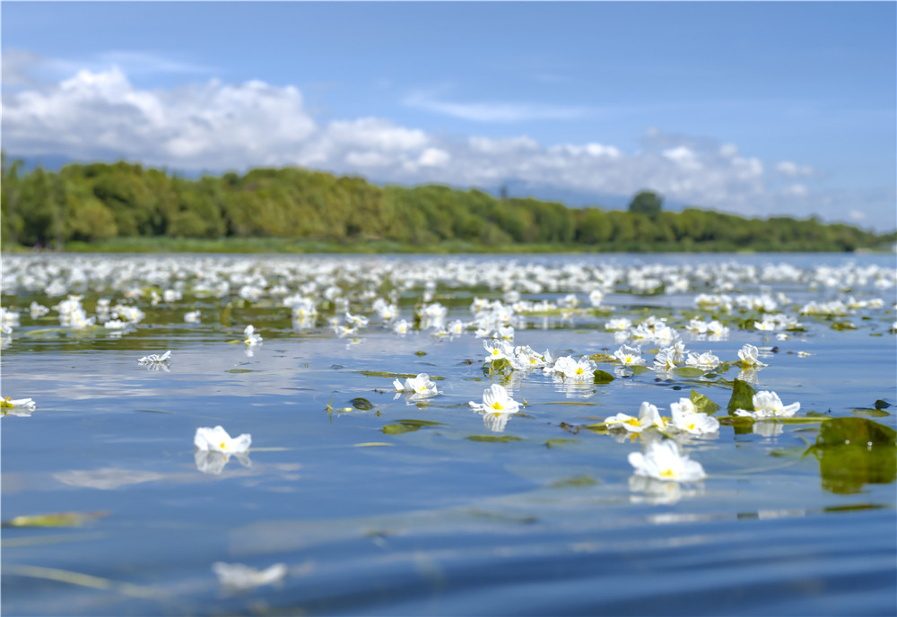洱海、海菜花1.jpg
