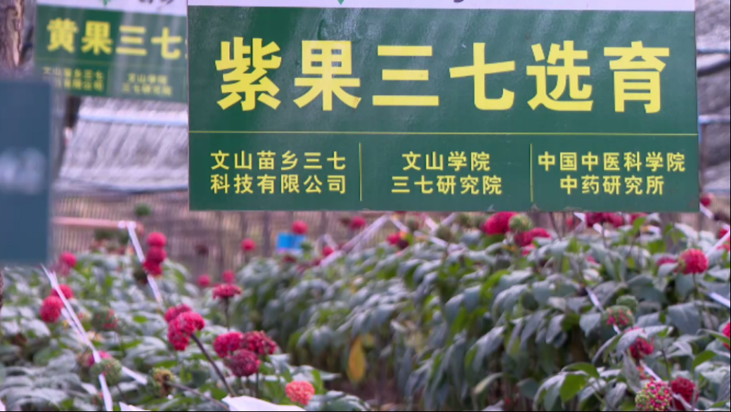 t12h_vsb2608614.png
