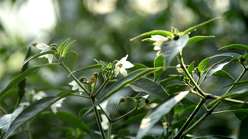 白色的辣椒花.png