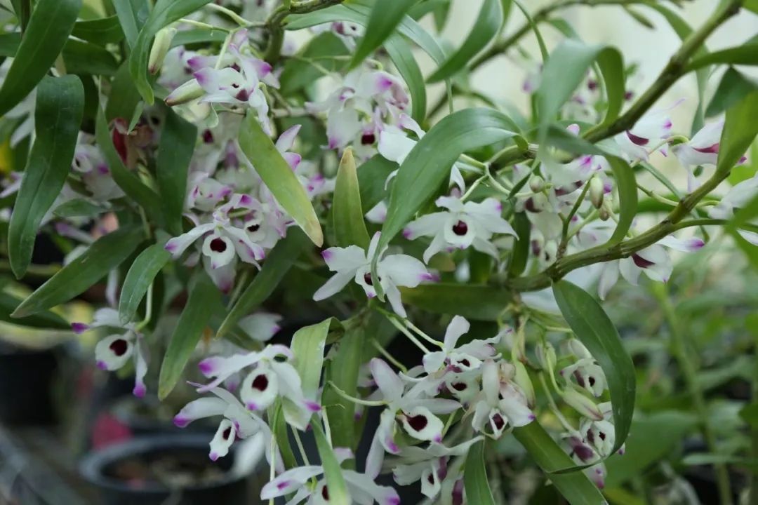 广南石斛花6.webp.jpg