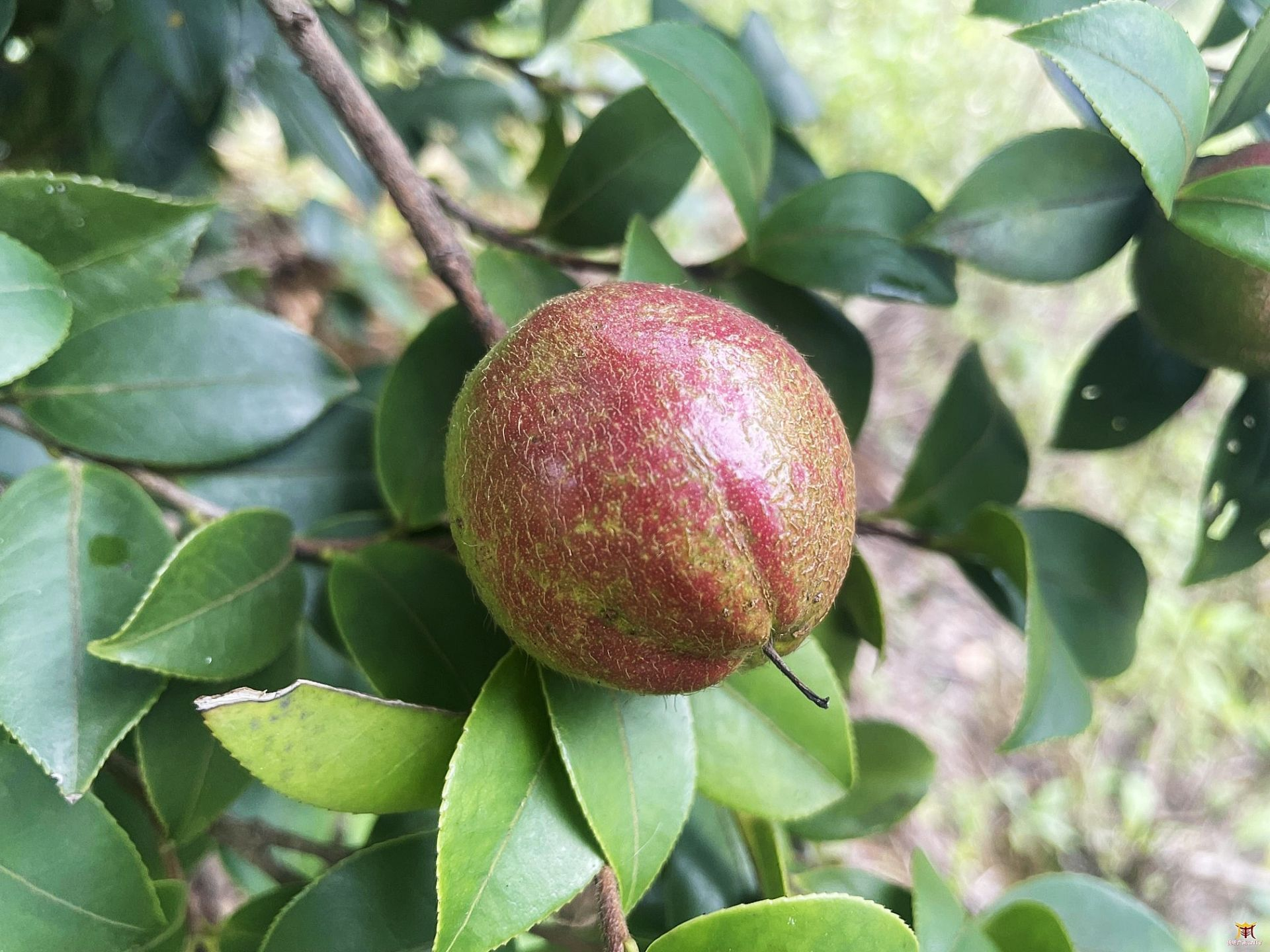 油茶1.png