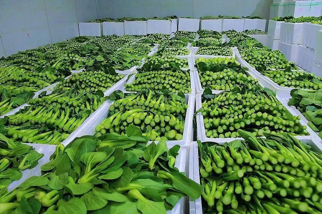 按标准采收的蔬菜.jpg