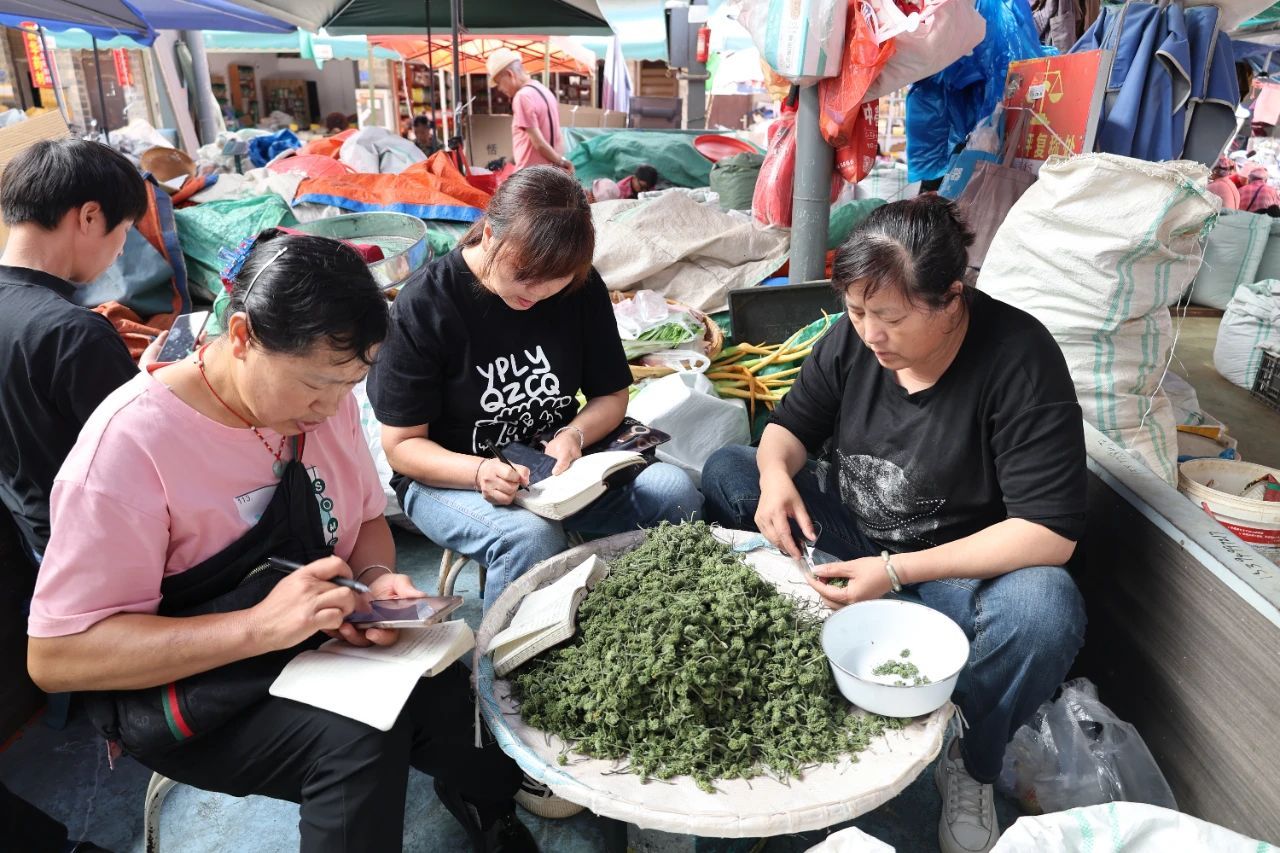 三七花3.jpg