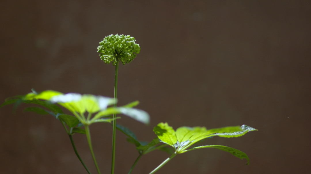 三七花6.png