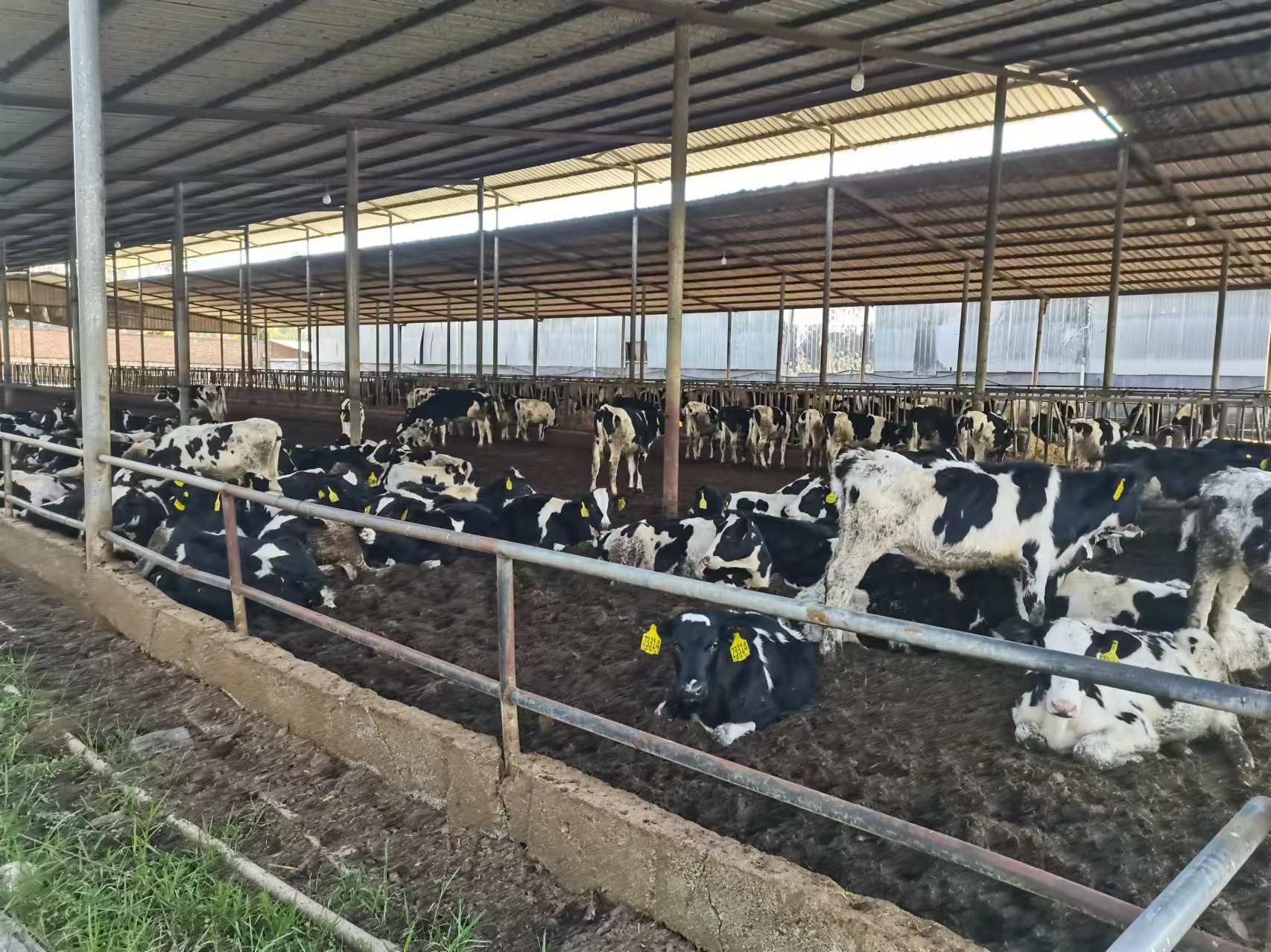 肉牛养殖场圈舍2.jpg