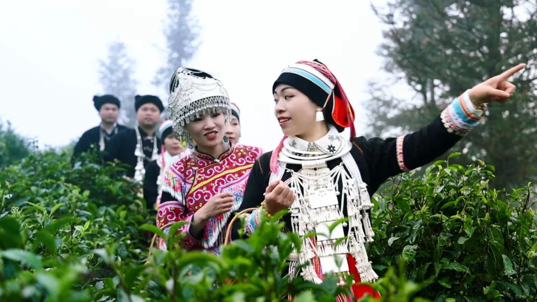 瑶族采茶4.jpg