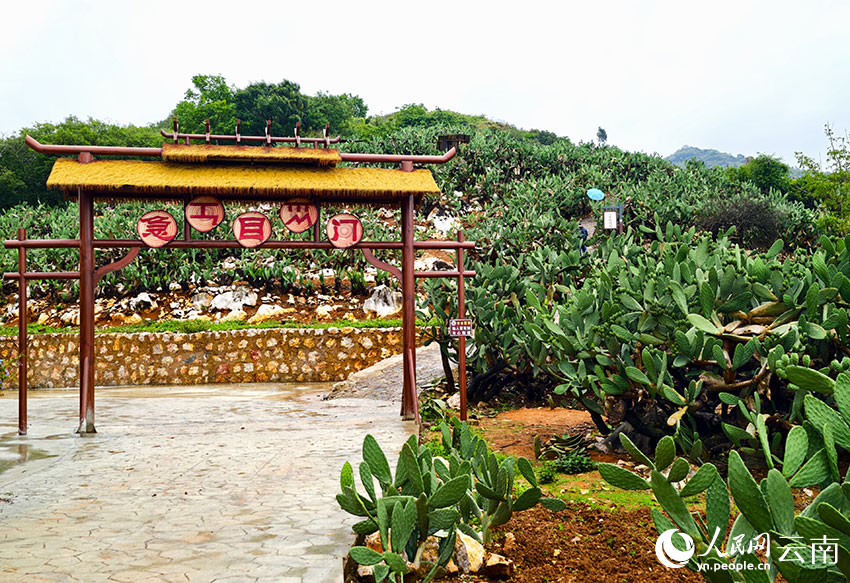 仙人掌种植基地也是踏青赏景的好去处。人民网 尹馨摄