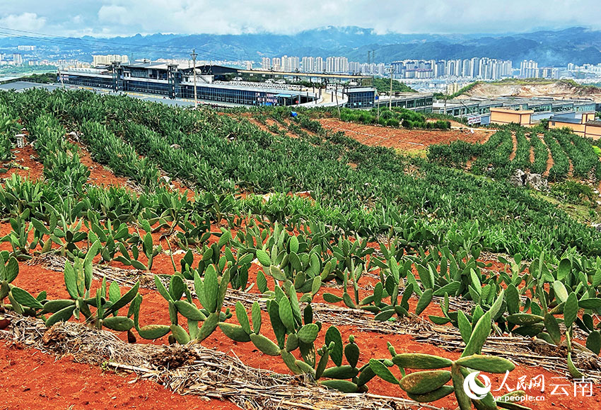 仙人掌种植基地。人民网记者 刘怡摄