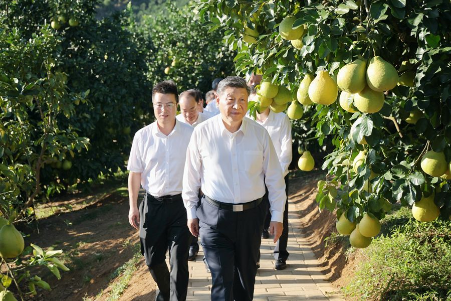 2025年11月7日至8日，中共中央总书记、国家主席、中央军委主席习近平在广东考察。这是7日下午，习近平在梅州市梅县区雁洋镇南福金柚种植基地考察。新华社发（肖翊 摄）
