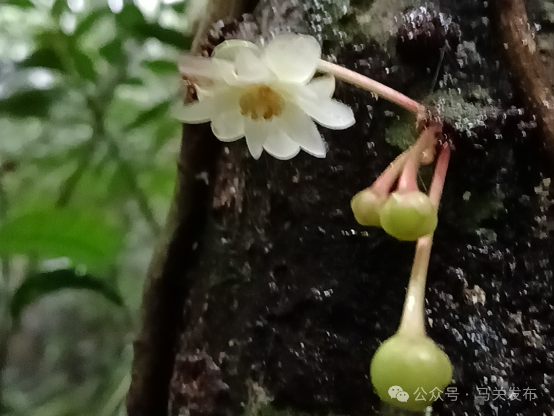 莲花八角新种.jpg