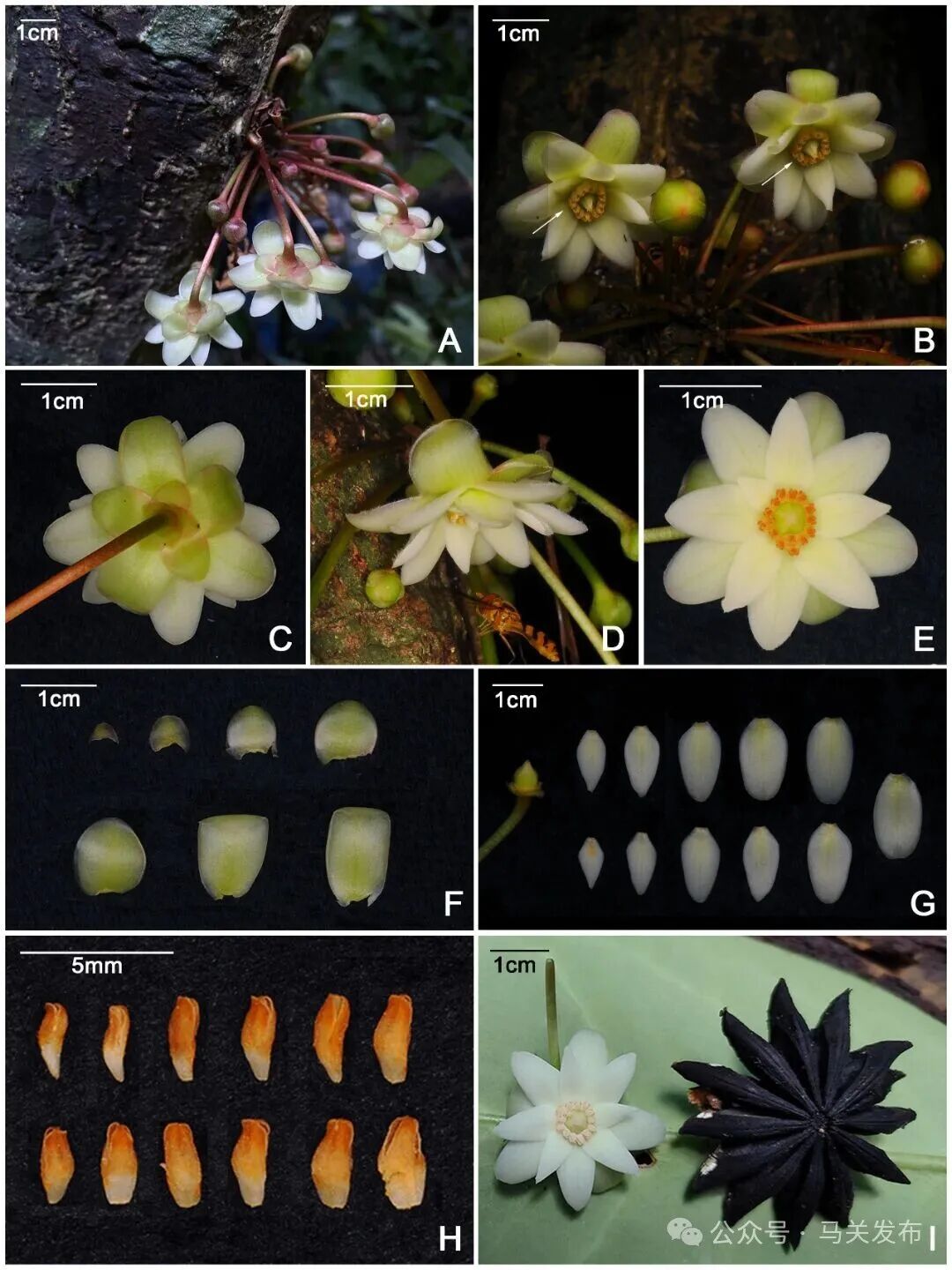 Figure 2 Reproductive morphologyof Illicium nymphiiflorum.jpg