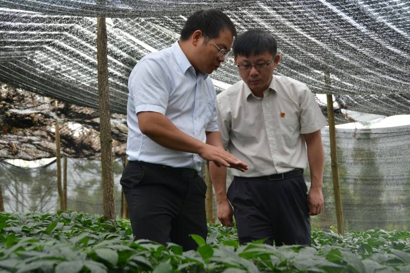 何江川与周枫凌探讨三七病虫害防治.jpg
