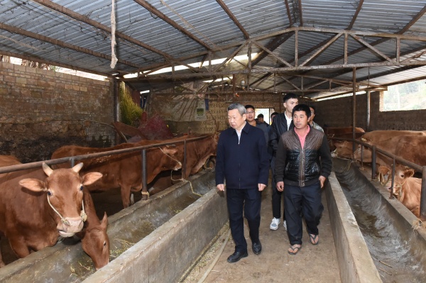查看肉牛养殖.jpg