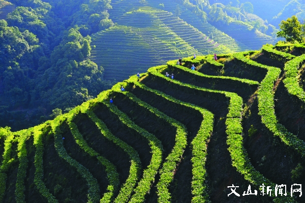 壮乡茶韵