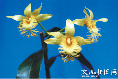 湿唇兰