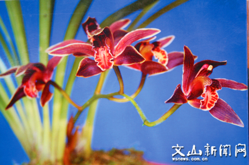 红花虎头兰