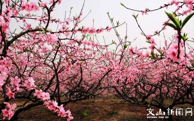 桃花林.jpg
